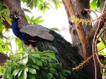 Low angle view of bird on tree