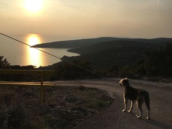 Dog standing on mountain against sky during sunset