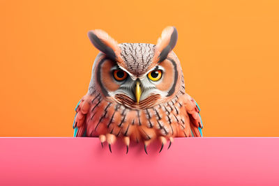 owl