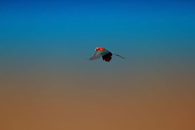 Low angle view of bird flying in sky