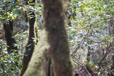 Trees growing in forest