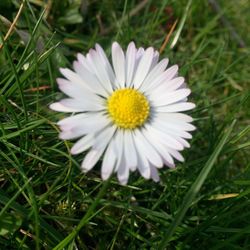 High angle view of white daisy blooming outdoors