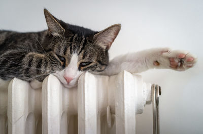 Cat - radiator