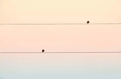 Silhouette birds perching on cable against sky
