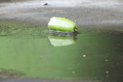 Close-up of green leaf floating on water
