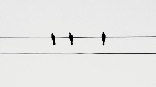 Silhouette birds perching on cable against clear sky