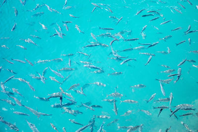 Full frame shot of fish underwater