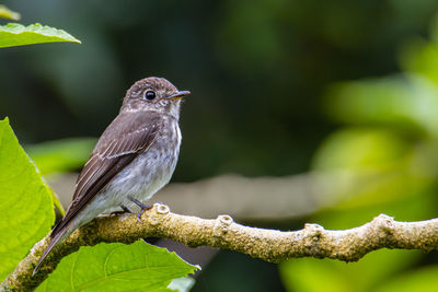 Little pied flycatcher on perched on a tree branch found in borneo,  with nature wildlife background