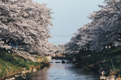 View of cherry tree by river against sky