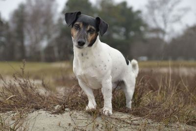 Portrait of dog standing on field