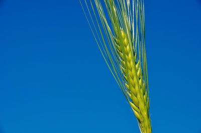 Close-up of stalks against blue sky