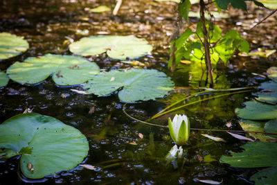 High angle view of lily pads in pond