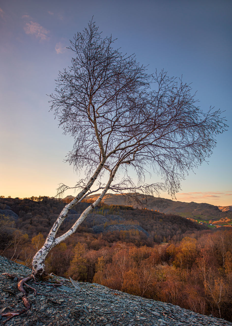 BARE TREE ON FIELD AGAINST SKY