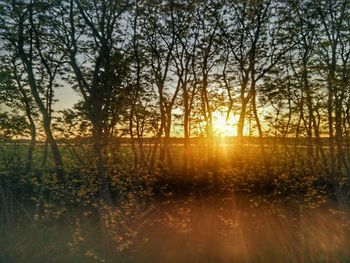 Trees in forest during sunset