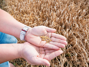 Barley seeds in the hands. the woman crushed several ears of barley to measure the moisture content