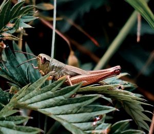 Close-up of insect on plant