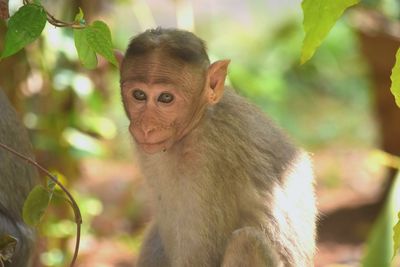 Portrait of brown cat on tree