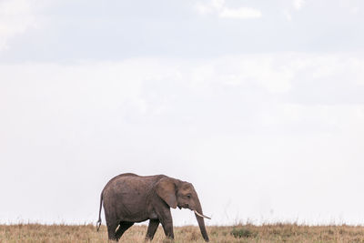 View of elephant on field against sky
