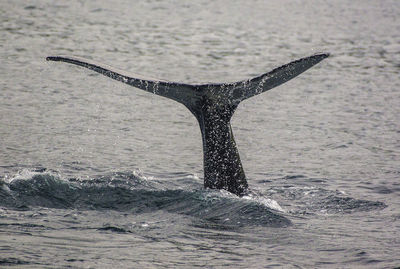 Close-up of whale swimming in sea