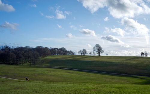 Scenic view of trees on field against sky