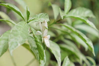 Close-up of white rose on leaves