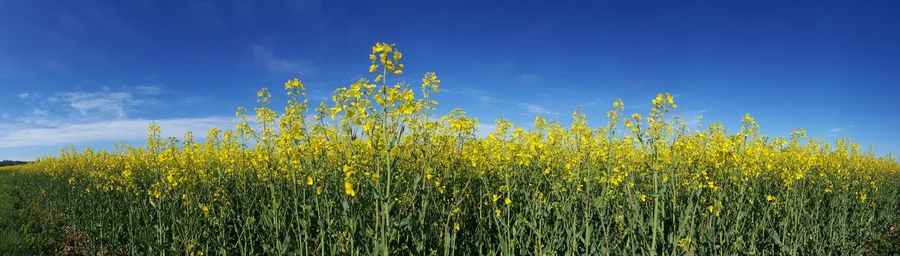 View of oilseed rape field against blue sky