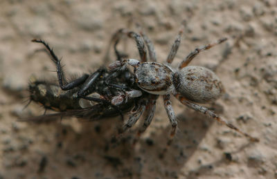 Close-up of spider