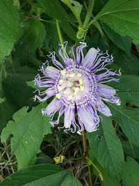 Close-up of purple flowers