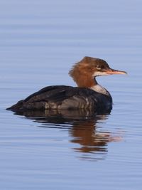 Side view of a duck swimming in lake