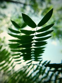 Close-up of green leaves
