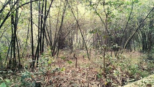 Trees growing in forest