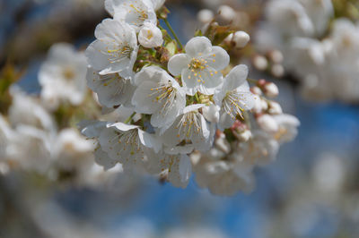 Close-up of white cherry blossom tree