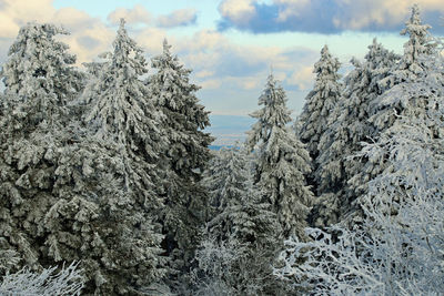 Snow covered pine trees against sky