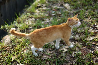 Cat sitting on grass