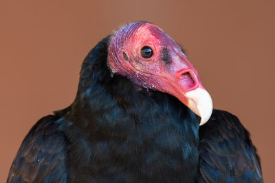 Close-up of a parrot