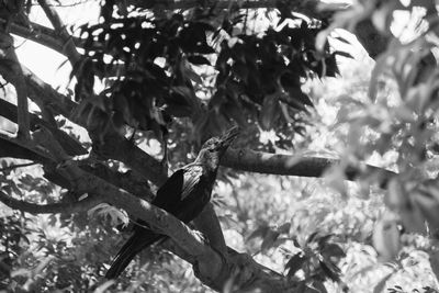 Close-up of bird perching on tree