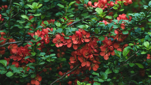 Chinese quince - chaenomeles speciosa blooming - thorny shrub native to eastern asia