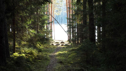 Trees in forest