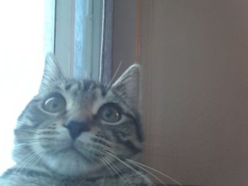 domestic cat