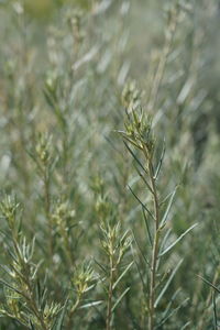 Close-up of fresh green plant