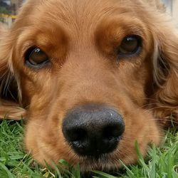 Close-up portrait of dog