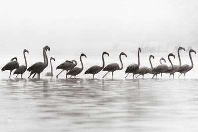 Flock of birds in water