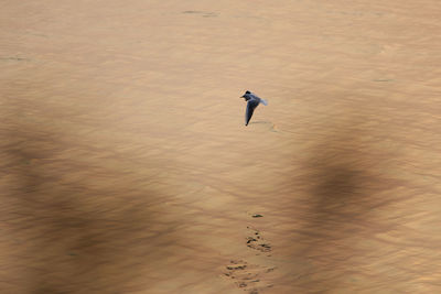 High angle view of bird on shore