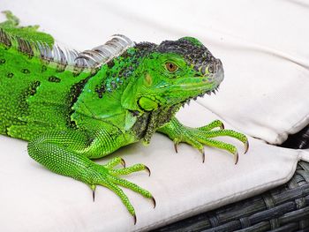 High angle view of green lizard