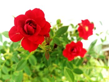 Close-up of red rose blooming outdoors