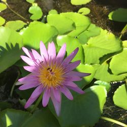 Close-up of water lily blooming outdoors