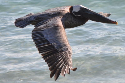 Close-up of bird flying over lake