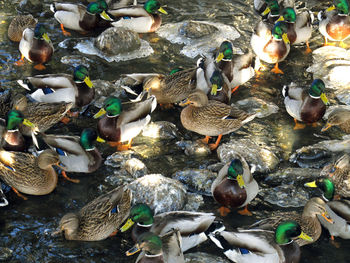 High angle view of mallard ducks swimming in lake