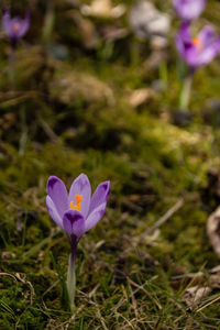 Close-up of purple crocus flowers on field