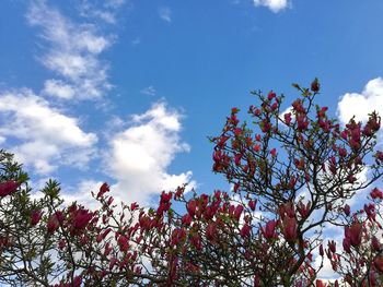 Low angle view of cherry blossom against blue sky